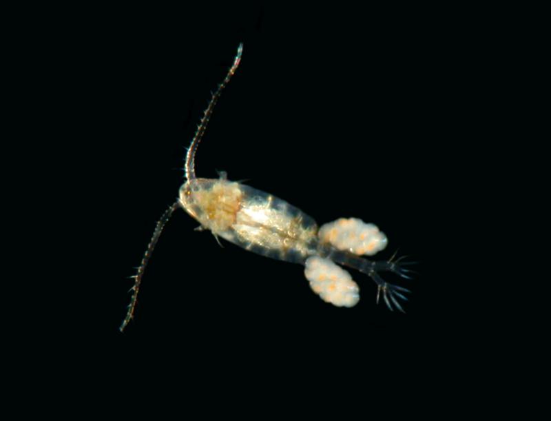 Image of Pseudodiaptomus forbesi